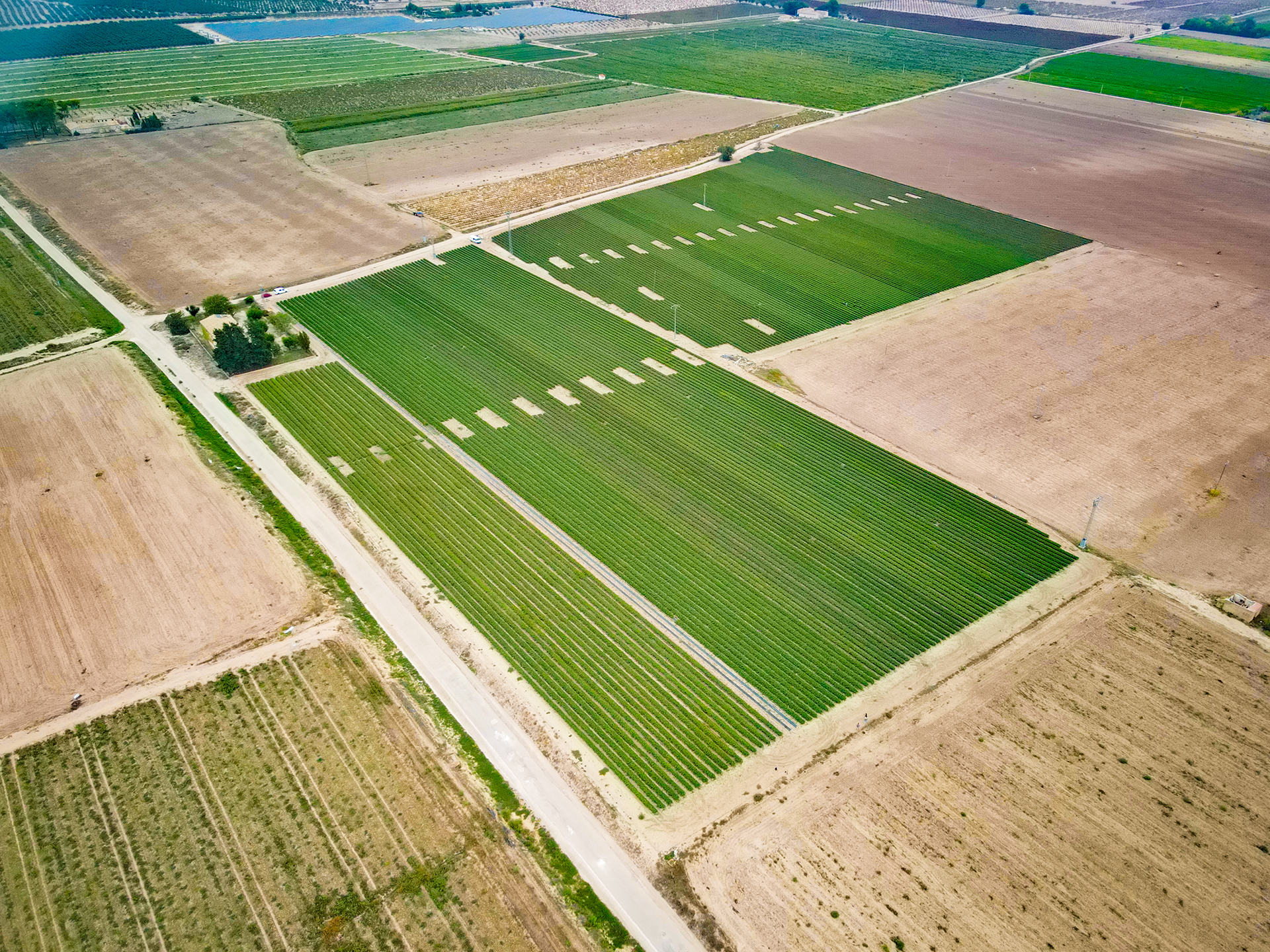 Nuestra plantación