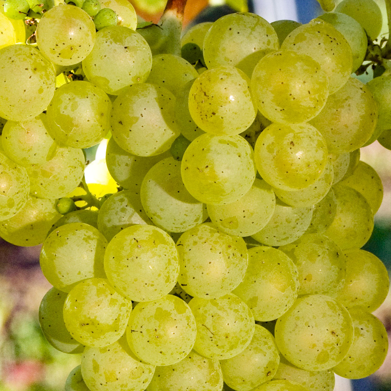Sauvignon​