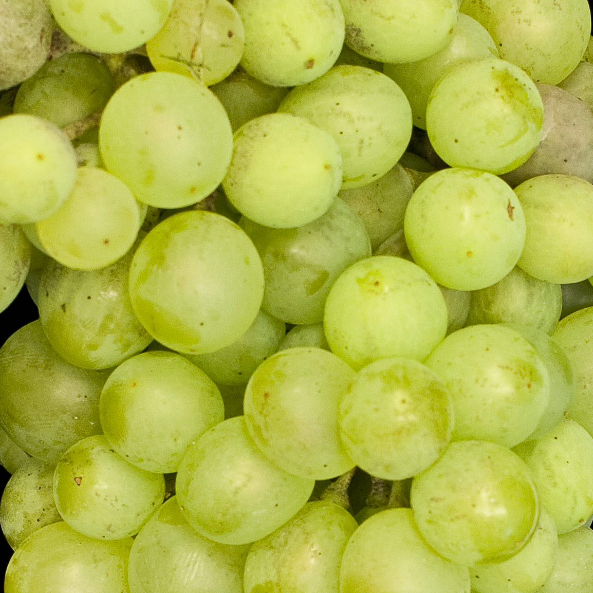 Macabeo