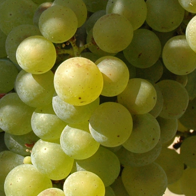 Chardonnay