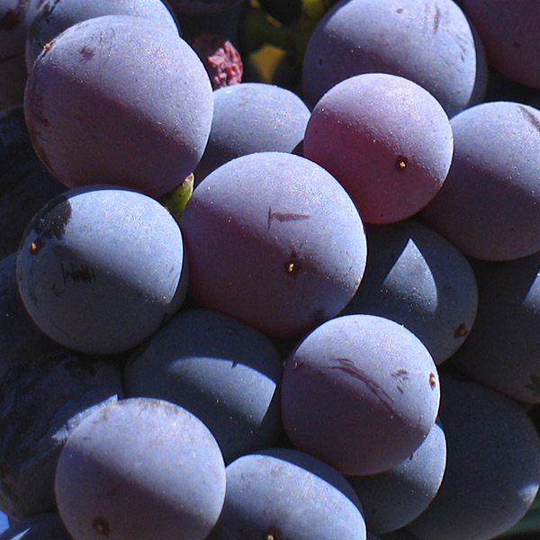 Garnacha Tinta