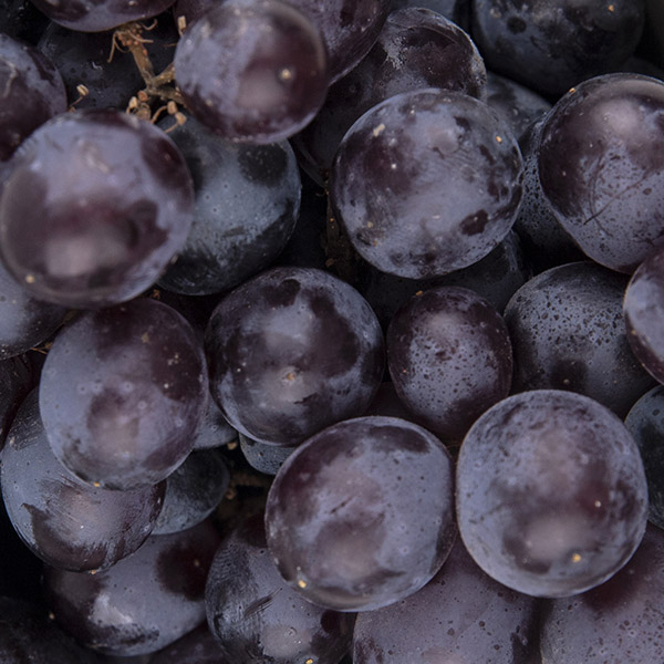 Garnacha Tintorera