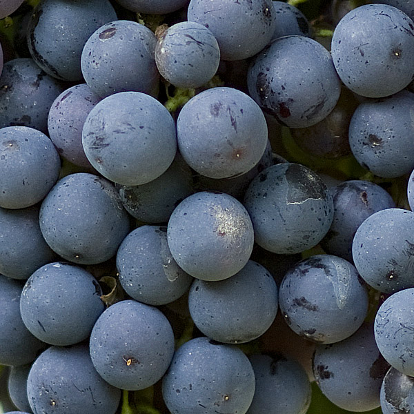 merlot