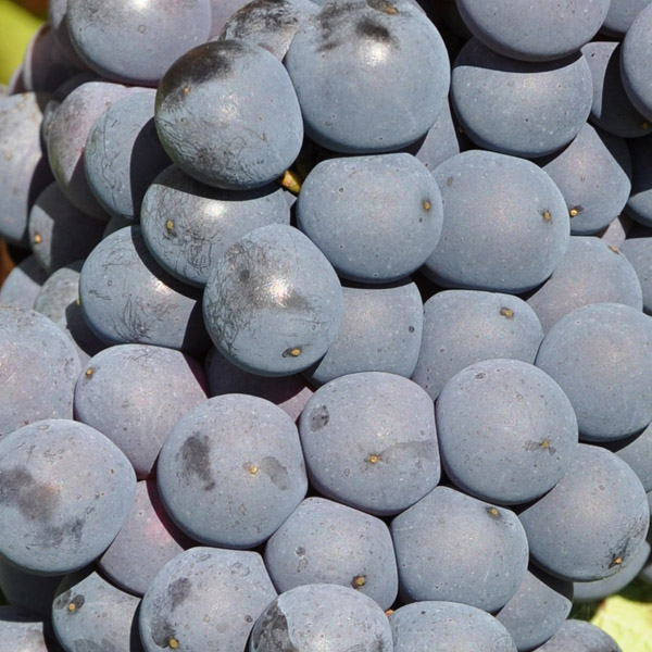 monastrell
