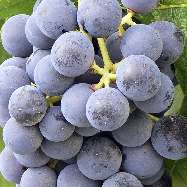 tempranillo